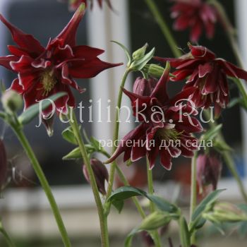 Аквилегия обыкновенная Ruby Port (Aquilegia vulgaris var. stellata plena Ruby Port)